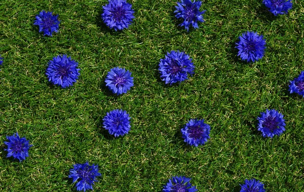 Mavi çiçekler yaz bitkileri yeşil çimen arka planda. Kapalı çiçek dokusu