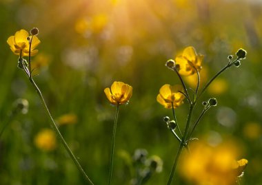 Vahşi sarı çiçek güneş ışığında tarlada.