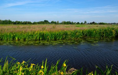 Yeşil çayır ve kanal manzarası Hollanda 'da berrak su ile
