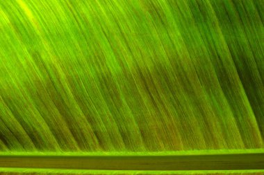 Yeşil yaprak dokusunu kapat, doğal bitki arkaplanı