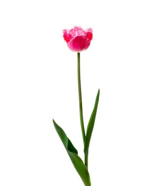 Lale çiçeği beyaz arkaplanda izole edilmiş