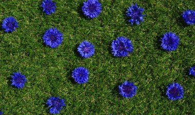 Mavi çiçekler yaz bitkileri yeşil çimen arka planda. Kapalı çiçek dokusu