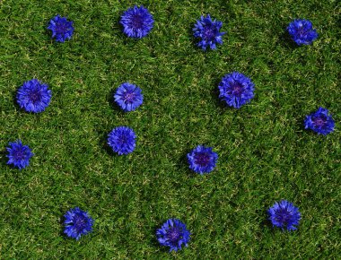 Mavi çiçekler yaz bitkileri yeşil çimen arka planda. Kapalı çiçek dokusu