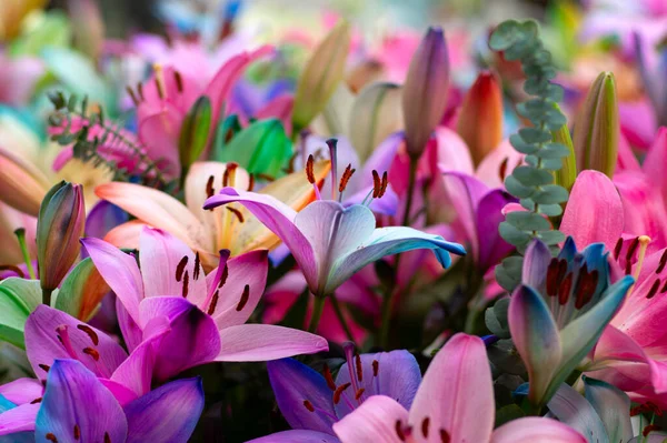 Multi Colored Lily Close Bright Light Background — Stock Photo, Image