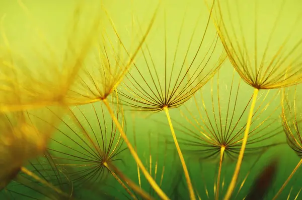 Dandelion flower  abstract floral background
