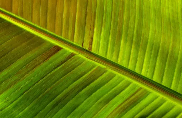 Nahaufnahme Grüne Blatttextur Natürlicher Pflanzenhintergrund — Stockfoto