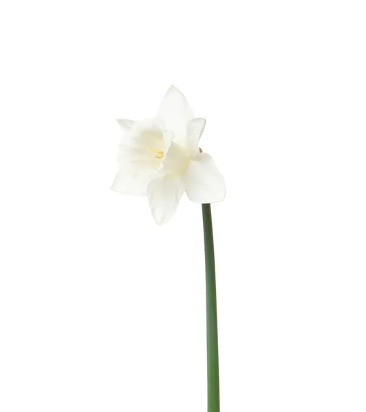 Narcis Bloem Geïsoleerd Witte Achtergrond — Stockfoto