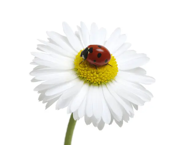 Beruška Heřmánku Květiny Izolované Bílém — Stock fotografie