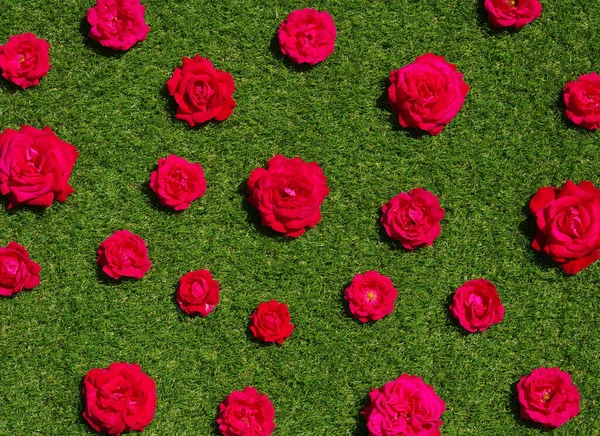 Flores Rosas Sobre Fondo Hierba Verde Textura Rosas Primer Plano —  Fotos de Stock