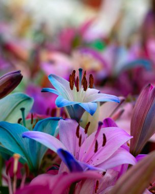 Parlak ışık arkaplanında çok renkli zambak yakın plan