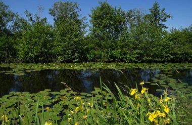 Göl manzarası ve mavi gökyüzü yansıyor. Nehirdeki su tesisleri ve Hollanda 'daki sulak alanlar