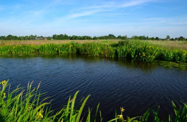 Yeşil çayır ve kanal manzarası Hollanda 'da berrak su ile