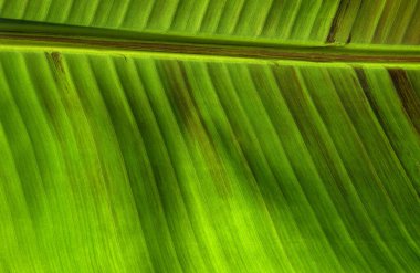 Yeşil yaprak dokusunu kapat, doğal bitki arkaplanı