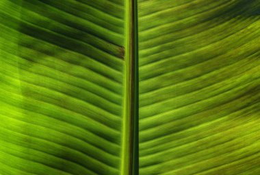 Yeşil yaprak dokusunu kapat, doğal bitki arkaplanı