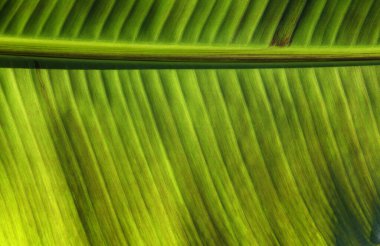 Yeşil yaprak dokusunu kapat, doğal bitki arkaplanı