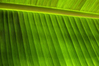 Yeşil yaprak dokusunu kapat, doğal bitki arkaplanı