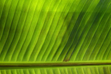 Yeşil yaprak dokusunu kapat, doğal bitki arkaplanı