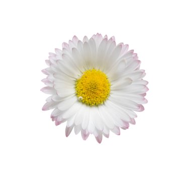 Papatya ya da papatya çayı beyaz arka planda izole edilmiş. Daisy çiçeği. Üst görünüm.