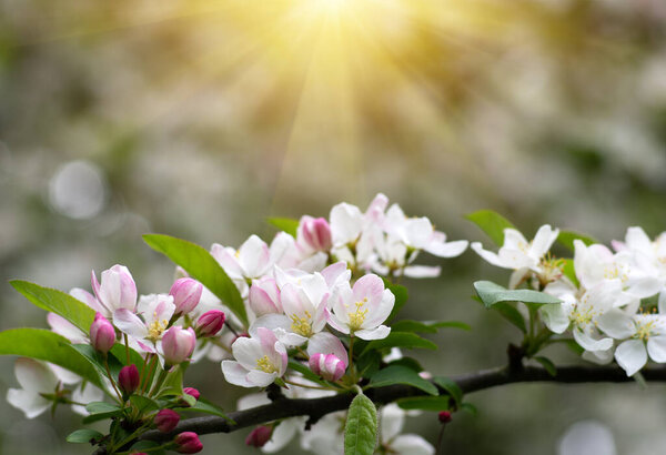 Цветущая яблоня в саду