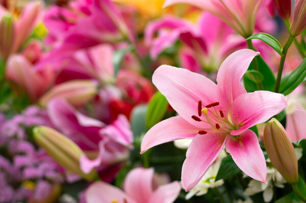 Multi-colored lily close-up on a bright light background