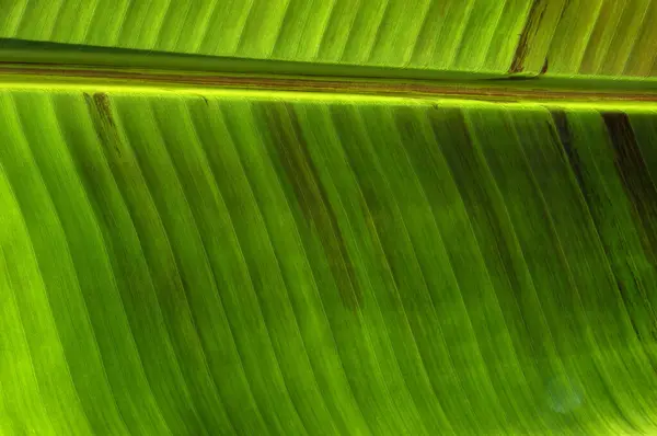 Primer Plano Textura Hoja Verde Fondo Natural Planta —  Fotos de Stock