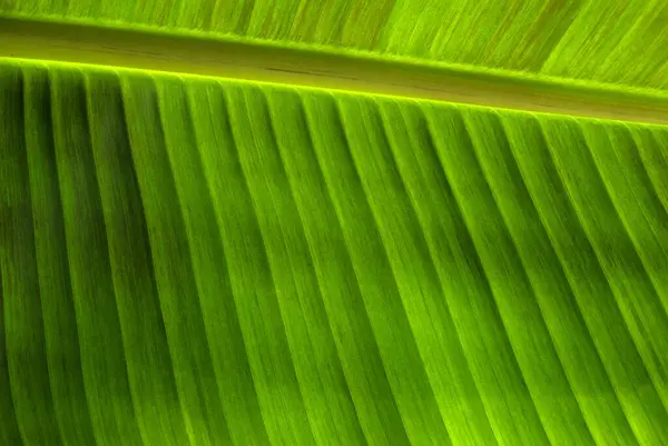 Primer Plano Textura Hoja Verde Fondo Natural Planta —  Fotos de Stock
