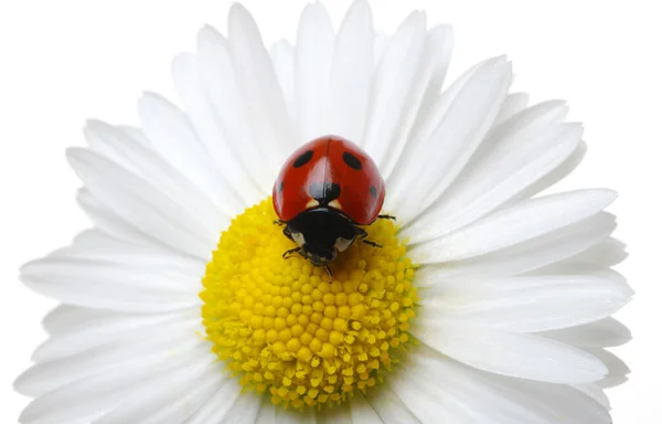 Ladybug Chamomiles Flower Isolated White — Stock Photo, Image