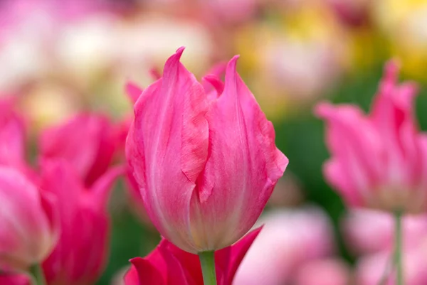 Tulpen Blühen Hellen Bunten Hintergrund — Stockfoto