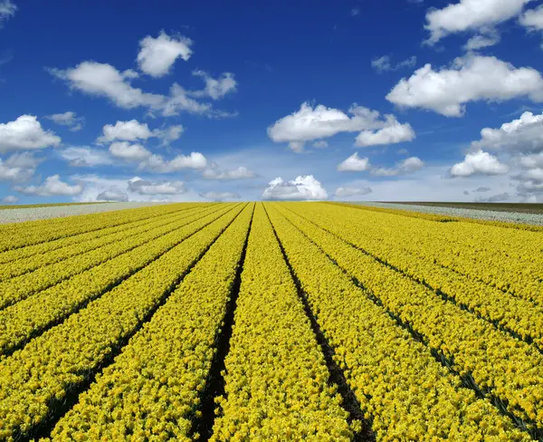 オランダの青空に黄色いナルシスと白い雲のフィールド — ストック写真