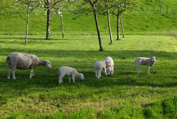 Sheep Graze Green Meadow Royalty Free Stock Photos