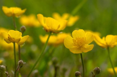 Vahşi sarı çiçek güneş ışığında tarlada.