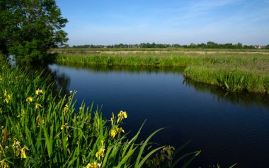 Yeşil çayır ve kanal manzarası Hollanda 'da berrak su ile