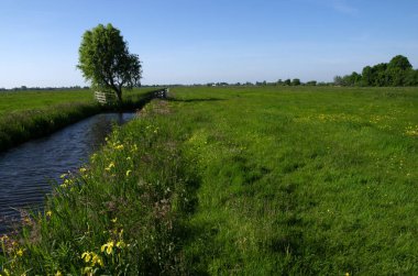 Yeşil çayır ve kanal manzarası Hollanda 'da berrak su ile