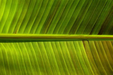 Yeşil yaprak dokusunu kapat, doğal bitki arkaplanı