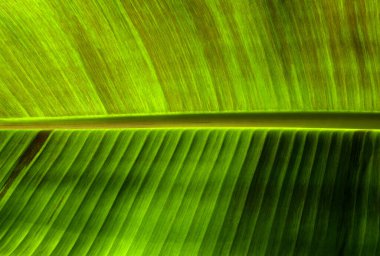 Yeşil yaprak dokusunu kapat, doğal bitki arkaplanı