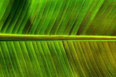Yeşil yaprak dokusunu kapat, doğal bitki arkaplanı