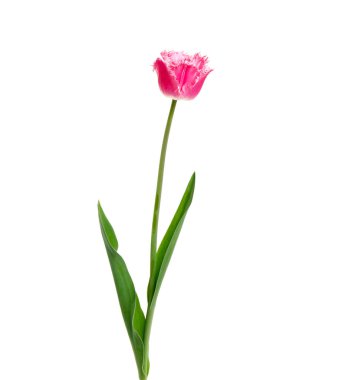 Lale çiçeği beyaz arkaplanda izole edilmiş