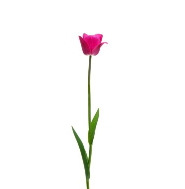 Lale çiçeği beyaz arkaplanda izole edilmiş