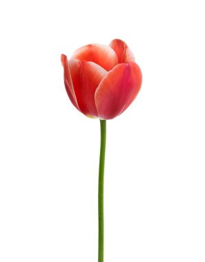 Lale çiçeği beyaz arkaplanda izole edilmiş