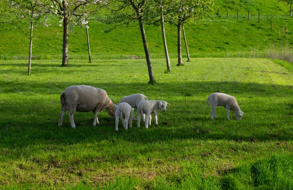 Owce Pasą Się Zielonej Łące — Zdjęcie stockowe