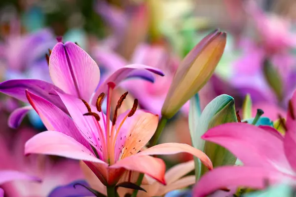 Многоцветная Лилия Крупным Планом Ярком Светлом Фоне — стоковое фото