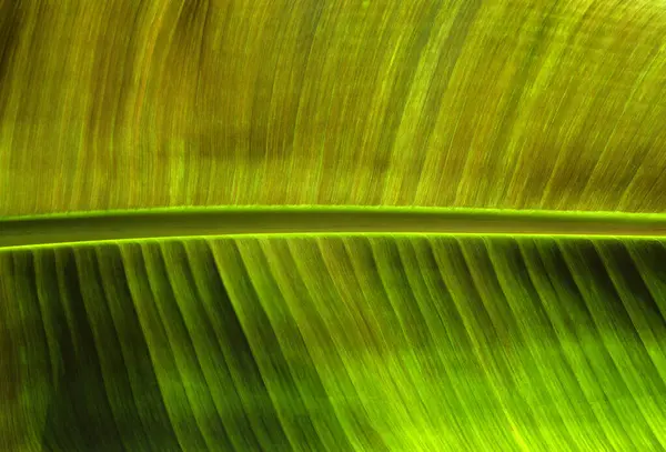 Nahaufnahme Grüne Blatttextur Natürlicher Pflanzenhintergrund — Stockfoto