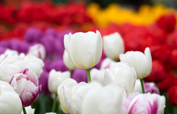 Tulips Flower Blooming Bright Colorful Background — Stock Photo, Image