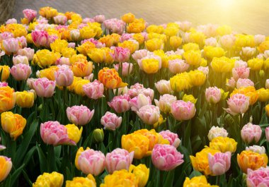 Parkta laleler gün ışığında