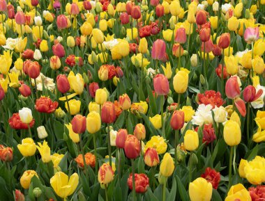 İlkbaharda açan laleler Renkli arka planda