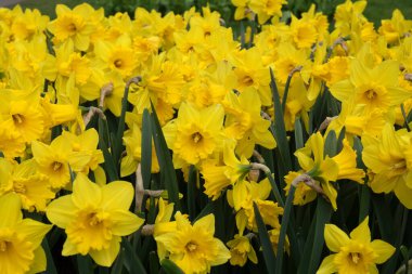 Parktaki sarı narsisli. Bahar doğası arka planı.