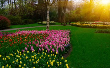 İlkbaharda parkta çiçekler