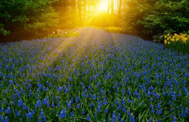 Hollanda 'da parkta güzel bahar çiçekleri