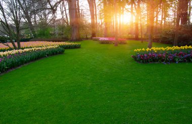 Yeşil çimenler, ağaçlar ve güneş ışığında açan çiçeklerle dolu bahar çiçeği parkı.