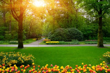Yeşil çimenler, ağaçlar ve güneş ışığında açan çiçeklerle dolu bahar çiçeği parkı.